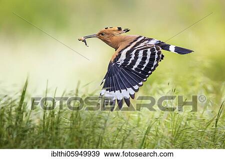 Hoopoe (Upupa epops) flying with food, sunrise, Biosphere Reserve Mittelelbe, Saxony-Anhalt, Germany, Europe View Large Photo Image Stock Photo - Hoopoe (Upupa epops) flying with food, sunrise, Biosphere Reserve Mittelelbe, Saxony-Anhalt, Germany, Europe. Fotosearch