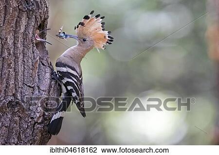 Hoopoe (Upupa epops) with blue-winged wilderness grasshopper as food, young birds feeding at breeding cave, Biosphere Reserve Mittelelbe, Saxony-Anhalt, Germany, Europe View Large Photo Image Stock Image - Hoopoe (Upupa epops) with blue-winged wilderness grasshopper as food, young birds feeding at breeding cave, Biosphere Reserve Mittelelbe, Saxony-Anhalt, Germany, Europe. Fotosearch