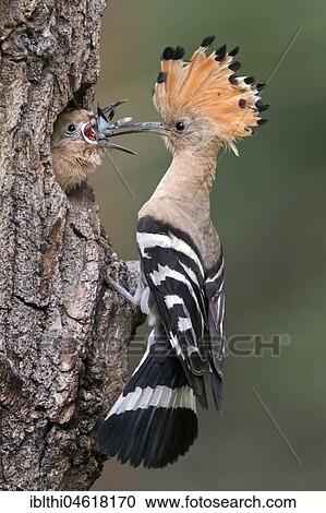 Hoopoe (Upupa epops) with Blue-winged grasshopper (Oedipoda caerulescens) as food, young birds feeding at brood cave, Biosphere Reserve Mittelelbe, Saxony-Anhalt, Germany, Europe View Large Photo Image Stock Image - Hoopoe (Upupa epops) with Blue-winged grasshopper (Oedipoda caerulescens) as food, young birds feeding at brood cave, Biosphere Reserve Mittelelbe, Saxony-Anhalt, Germany, Europe. Fotosearch