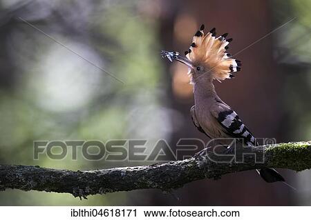 Hoopoe (Upupa epops) with blue-winged wilderness grasshopper as food on branch, Biosphere Reserve Mittelelbe, Saxony-Anhalt, Germany, Europe View Large Photo Image Stock Image - Hoopoe (Upupa epops) with blue-winged wilderness grasshopper as food on branch, Biosphere Reserve Mittelelbe, Saxony-Anhalt, Germany, Europe. Fotosearch