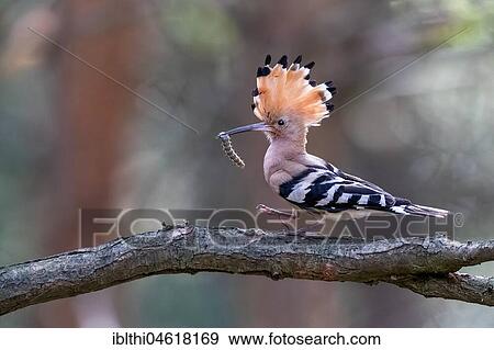 Hoopoe (Upupa epops) with caterpillar as food on branch, Central Elbe Biosphere Reserve, Saxony-Anhalt, Germany, Europe View Large Photo Image Stock Photo - Hoopoe (Upupa epops) with caterpillar as food on branch, Central Elbe Biosphere Reserve, Saxony-Anhalt, Germany, Europe. Fotosearch