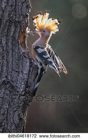 Hoopoe (Upupa epops) with food at brood-cave, backlight, biosphere reserve Mittelelbe, Saxony-Anhalt, Germany, Europe View Large Photo Image Stock Image - Hoopoe (Upupa epops) with food at brood-cave, backlight, biosphere reserve Mittelelbe, Saxony-Anhalt, Germany, Europe. Fotosearch