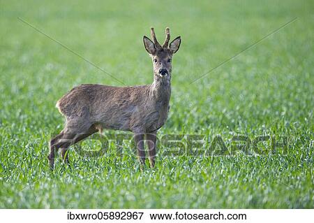 Hope European roe deer ( Capreolus capreolus) bock, Oldenburger Münsterland, Vechta, Lower Saxony, Germany, Europe View Large Photo Image Stock Photo - Hope European roe deer ( Capreolus capreolus) bock, Oldenburger Münsterland, Vechta, Lower Saxony, Germany, Europe. Fotosearch