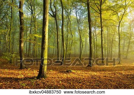 Hornbeam forest in autumn, morning fog, sun shines through the foliage, Burgenlandkreis, Saxony-Anhalt, Germany, Europe View Large Photo Image Stock Image - Hornbeam forest in autumn, morning fog, sun shines through the foliage, Burgenlandkreis, Saxony-Anhalt, Germany, Europe. Fotosearch