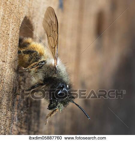 Hornfaced bee (Osmia cornuta) on departure from the breeding cave, North Rhine-Westphalia, Germany, Europe View Large Photo Image Stock Image - Hornfaced bee (Osmia cornuta) on departure from the breeding cave, North Rhine-Westphalia, Germany, Europe. Fotosearch