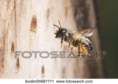 Hornfaced bee (Osmia cornuta) approaching the breeding tube, North Rhine-Westphalia, Germany, Europe View Large Photo Image Stock Image - Hornfaced bee (Osmia cornuta) approaching the breeding tube, North Rhine-Westphalia, Germany, Europe. Fotosearch