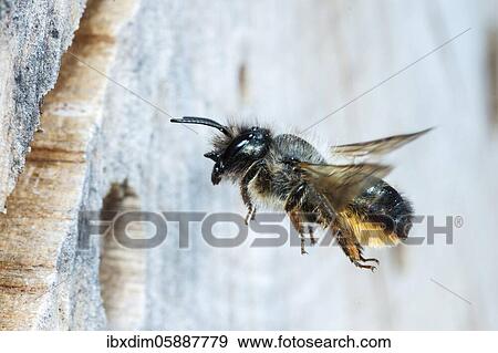 Hornfaced bee (Osmia cornuta) approaching the breeding tube, North Rhine-Westphalia, Germany, Europe View Large Photo Image Stock Photo - Hornfaced bee (Osmia cornuta) approaching the breeding tube, North Rhine-Westphalia, Germany, Europe. Fotosearch