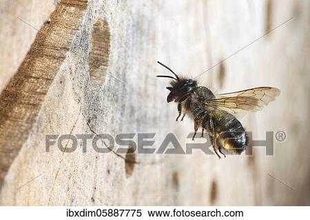 Hornfaced bee (Osmia cornuta) approaching the nest tube, carrying pollen from the abdomen to supply the larvae in the nest tube, North Rhine-Westphalia, Germany, Europe View Large Photo Image Stock Photography - Hornfaced bee (Osmia cornuta) approaching the nest tube, carrying pollen from the abdomen to supply the larvae in the nest tube, North Rhine-Westphalia, Germany, Europe. Fotosearch