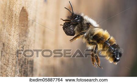 Picture - Hornfaced bee (Osmia cornuta) with material to close the breeding cave, approaching the breeding tube, North Rhine-Westphalia, Germany, Europe. Fotosearch