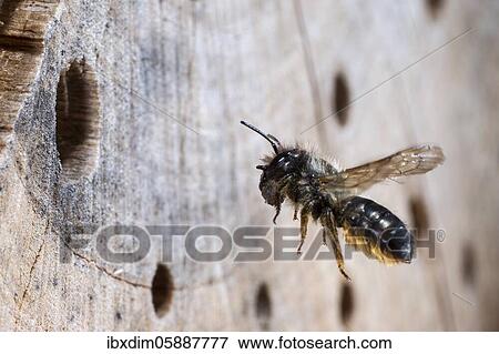 Stock Photo - Hornfaced bee (Osmia cornuta) with material to close the breeding cave, approaching the breeding tube, North Rhine-Westphalia, Germany, Europe. Fotosearch