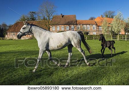 Horses at Gut Füchtel in Vechta, Oldenburger Münsterland, Lower Saxony, Germany, Europe View Large Photo Image Stock Image - Horses at Gut Füchtel in Vechta, Oldenburger Münsterland, Lower Saxony, Germany, Europe. Fotosearch