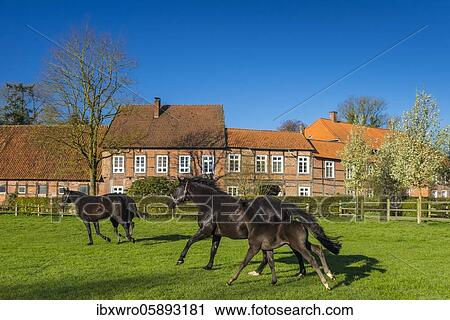 Stock Image - Horses at Gut Füchtel in Vechta, Oldenburger Münsterland, Lower Saxony, Germany, Europe. Fotosearch