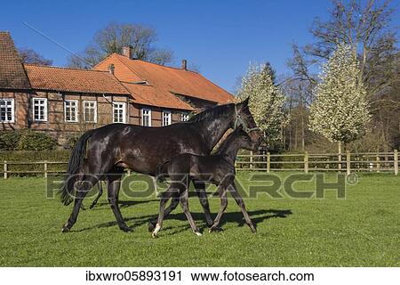 Horses at Gut Füchtel in Vechta, Oldenburger Münsterland, Lower Saxony, Germany, Europe View Large Photo Image Stock Image - Horses at Gut Füchtel in Vechta, Oldenburger Münsterland, Lower Saxony, Germany, Europe. Fotosearch