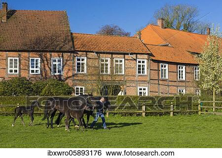 Stock Photograph - Horses at Gut Füchtel in Vechta, Oldenburger Münsterland, Lower Saxony, Germany, Europe. Fotosearch