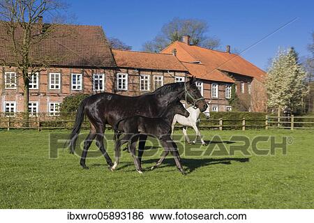 Horses at Gut Füchtel in Vechta, Oldenburger Münsterland, Lower Saxony, Germany, Europe View Large Photo Image Stock Photograph - Horses at Gut Füchtel in Vechta, Oldenburger Münsterland, Lower Saxony, Germany, Europe. Fotosearch