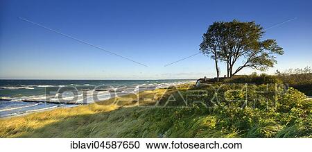 Stock Image - House in the dunes with beech trees, west beach, peninsula Darß, Ahrenshoop, Fischland-Darß-Zingst, National Park Vorpommersche Boddenlandschaft, Mecklenburg-Western Pomerania, Germany, Europe. Fotosearch
