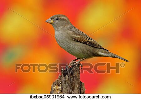 House sparrow (Passer domesticus) Female, sitting on deadwood in front of autumn leaves of a maple tree, Siegerland, North Rhine-Westphalia, Germany, Europe View Large Photo Image Picture - House sparrow (Passer domesticus) Female, sitting on deadwood in front of autumn leaves of a maple tree, Siegerland, North Rhine-Westphalia, Germany, Europe. Fotosearch