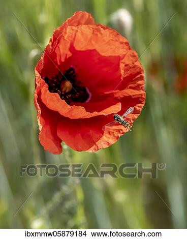 Hoverfly, flowering red poppy (Papaver) in a barley field, Upper Bavaria, Bavaria, Munich, Germany, Europe View Large Photo Image Picture - Hoverfly, flowering red poppy (Papaver) in a barley field, Upper Bavaria, Bavaria, Munich, Germany, Europe. Fotosearch