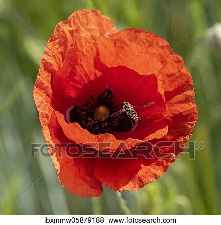 Stock Photo - Hoverfly, flowering red poppy (Papaver) in a barley field, Upper Bavaria, Bavaria, Munich, Germany, Europe. Fotosearch