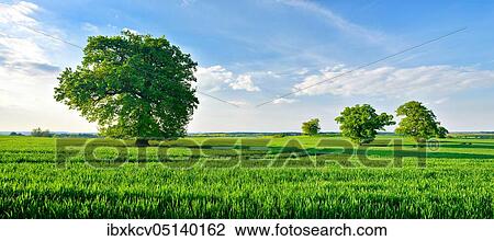 Stock Image - Huge old gnarled oaks on green meadows in spring under a blue sky, Germany, Mecklenbur Mecklenburg-Vorpommern Switzerland, Europe. Fotosearch