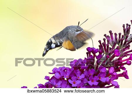 Hummingbird hawk-moth (Macroglossum stellatarum), flying, collects nectar butterfly-bush (Buddleja davidii) View Large Photo Image Picture - Hummingbird hawk-moth (Macroglossum stellatarum), flying, collects nectar butterfly-bush (Buddleja davidii). Fotosearch