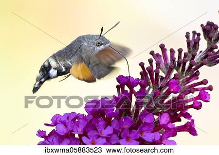 Stock Image - Hummingbird hawk-moth ( Macroglossum stellatarum) flying, collecting nectar of butterfly bushes, Hesse, Germany, Europe. Fotosearch