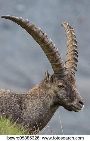 Ibex ( Ibex), Portrait, Heiligenblut, Carinthia, Austria, Europe View Large Photo Image Stock Photograph - Ibex ( Ibex), Portrait, Heiligenblut, Carinthia, Austria, Europe. Fotosearch