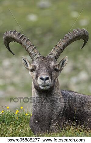 Stock Photo - Ibex ( Ibex) Portrait, lies in the meadow, Heiligenblut, Carinthia, Austria, Europe. Fotosearch