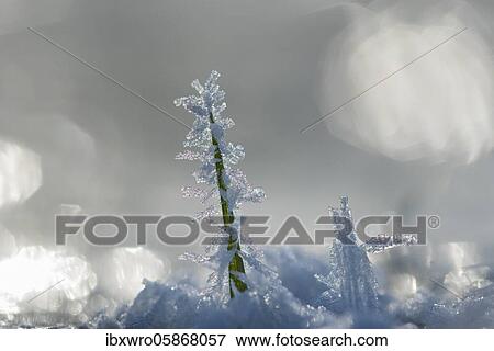 Ice crystals on a culm, winter, Lower Saxony, Germany, Europe View Large Photo Image Stock Photo - Ice crystals on a culm, winter, Lower Saxony, Germany, Europe. Fotosearch