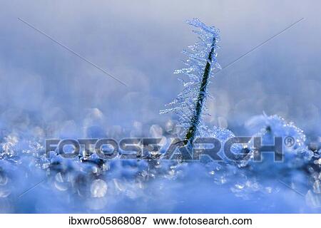 Ice crystals on a culm, winter, Lower Saxony, Germany, Europe View Large Photo Image Stock Photo - Ice crystals on a culm, winter, Lower Saxony, Germany, Europe. Fotosearch