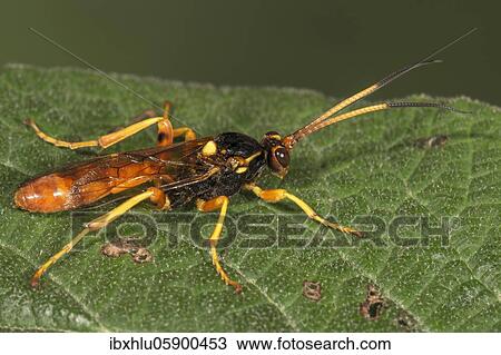 Stock Image - Ichneumon fly (Protichneumon pisorius) sunning itself on a leaf, Baden-Württemberg, Germany, Europe. Fotosearch