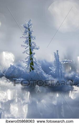 IIce crystals on a culm, winter, Lower Saxony, Germany, Europe View Large Photo Image Stock Image - IIce crystals on a culm, winter, Lower Saxony, Germany, Europe. Fotosearch