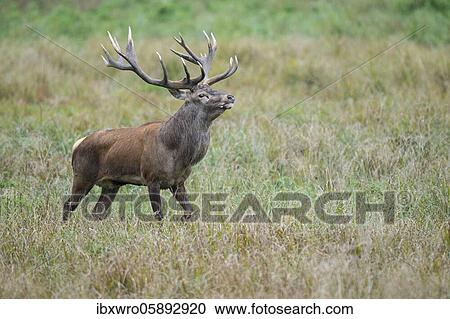 Impressive red deer ( Cervus elaphus) in rut, Klamptenborg, Copenhagen, Denmark, Europe View Large Photo Image Stock Image - Impressive red deer ( Cervus elaphus) in rut, Klamptenborg, Copenhagen, Denmark, Europe. Fotosearch