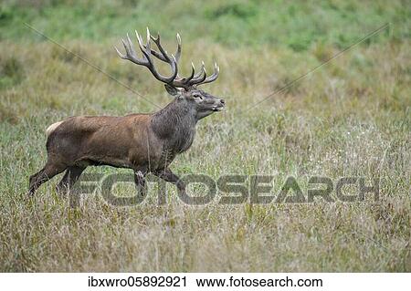 Stock Image - Impressive red deer ( Cervus elaphus) in rut, Klamptenborg, Copenhagen, Denmark, Europe. Fotosearch