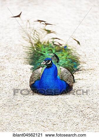 Stock Image - Indian peafowl (Pavo cristatus), adult, male, sits on the ground, captive, Germany, Europe. Fotosearch