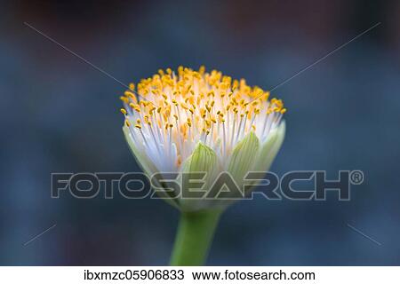 Stock Image - Inflorescence from Paintbrush (Haemanthus albiflos) Botanical Garden, Münster, North Rhine-Westphalia, Germany, Europe. Fotosearch