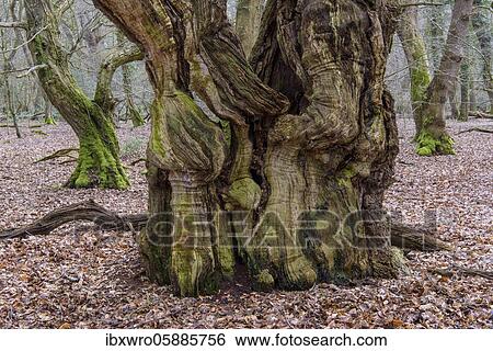 Intergrown trunk of an old beech ( Fagus sylvatica), deadwood, beech forest, jungle Baumweg, Lower Saxony State Forests, Oldenburger Münsterland, Emstek, Lower Saxony, Germany, Europe View Large Photo Image Stock Photograph - Intergrown trunk of an old beech ( Fagus sylvatica), deadwood, beech forest, jungle Baumweg, Lower Saxony State Forests, Oldenburger Münsterland, Emstek, Lower Saxony, Germany, Europe. Fotosearch
