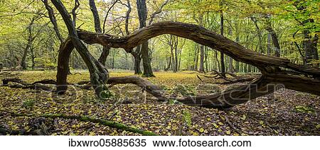 Intertwined trunks of old trees and deadwood, autumn in the jungle Baumweg, beech forest, hut forest, Lower Saxony State Forests, Oldenburger Münsterland, Emstek, Lower Saxony, Germany, Europe View Large Photo Image Stock Photography - Intertwined trunks of old trees and deadwood, autumn in the jungle Baumweg, beech forest, hut forest, Lower Saxony State Forests, Oldenburger Münsterland, Emstek, Lower Saxony, Germany, Europe. Fotosearch