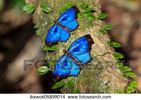 Iridescent blue butterflies (Myscelia orsis), Mata Atlantica, Bahia, Brazil, South America View Large Photo Image Picture - Iridescent blue butterflies (Myscelia orsis), Mata Atlantica, Bahia, Brazil, South America. Fotosearch