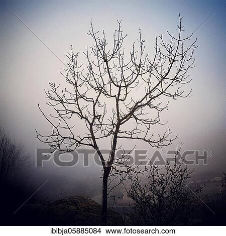 Picture - Isolated tree, France, Europe. Fotosearch
