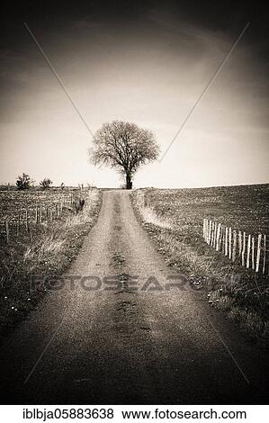 Stock Photo - Isolated tree in a countryside, Puy de Dome department, Auvergne-Rhone-Alpes, France, Europe. Fotosearch