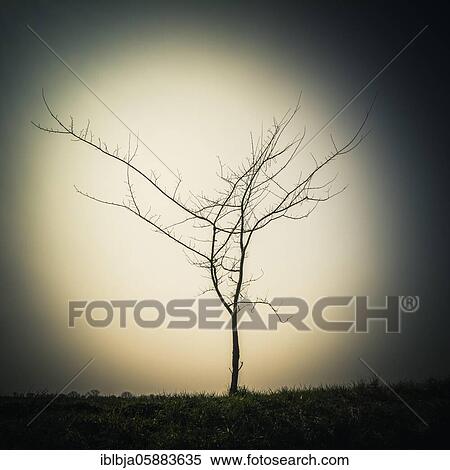 Stock Photography - Isolated tree in a field, Puy de Dome department, Auvergne-Rhone-Alpes, France, Europe. Fotosearch