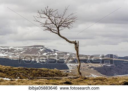 Isolated tree in winter, Sancy massif, Puy de Dome department, Auvergne-Rhone-Alpes, france View Large Photo Image Stock Photograph - Isolated tree in winter, Sancy massif, Puy de Dome department, Auvergne-Rhone-Alpes, france. Fotosearch