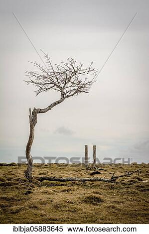 Isolated tree in winter, Sancy massif, Puy de Dome department, Auvergne-Rhone-Alpes, france View Large Photo Image Stock Photography - Isolated tree in winter, Sancy massif, Puy de Dome department, Auvergne-Rhone-Alpes, france. Fotosearch