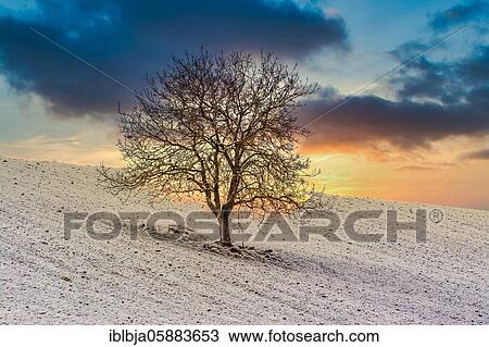 Isolated tree in winter, Auvergne-Rhone-Alpes, France, Europe View Large Photo Image Stock Image - Isolated tree in winter, Auvergne-Rhone-Alpes, France, Europe. Fotosearch