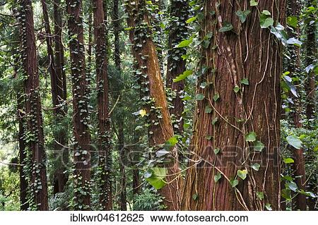 Ivy forest in Sao Miguel, Azores, Portugal, Europe View Large Photo Image Stock Photography - Ivy forest in Sao Miguel, Azores, Portugal, Europe. Fotosearch
