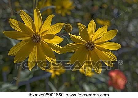 Jerusalem artichoke (Helianthus tuberosus), flowers Bavaria, Germany, Europe View Large Photo Image Stock Image - Jerusalem artichoke (Helianthus tuberosus), flowers Bavaria, Germany, Europe. Fotosearch