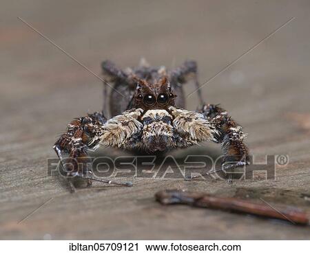 Jumping spider (Art unbekannt) in the dry forests of Ankarafantsika National Park, Madagascar, Africa View Large Photo Image Stock Image - Jumping spider (Art unbekannt) in the dry forests of Ankarafantsika National Park, Madagascar, Africa. Fotosearch