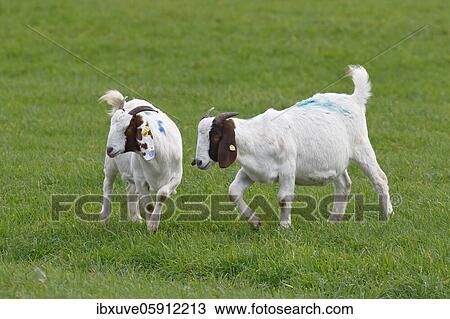 Junge Burenn (Capra aegagrus hircus), Schleswig-Holstein, Germany, Europe View Large Photo Image Stock Image - Junge Burenn (Capra aegagrus hircus), Schleswig-Holstein, Germany, Europe. Fotosearch