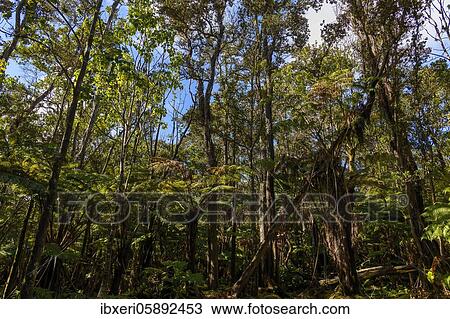Jungle with tree ferns, Hawaiʻi-Volcanoes National Park, Big Island, Hawaii View Large Photo Image Stock Image - Jungle with tree ferns, Hawaiʻi-Volcanoes National Park, Big Island, Hawaii. Fotosearch